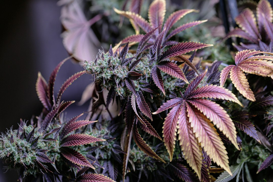 Sativa Products: Exploring Flowers, Vapes, and More